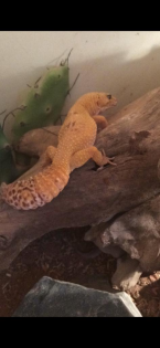 0.1 Tangerine Leopardgecko Weibchen Nz 17