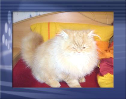 Schöne Jung Perser 1 Kater red-tabby 1 Katze schildpatt zu verkaufen