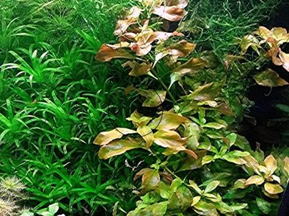 Rotgrüne Ludwigie, Bündel, Aquarienpflanzen (Versand/ Abholung)