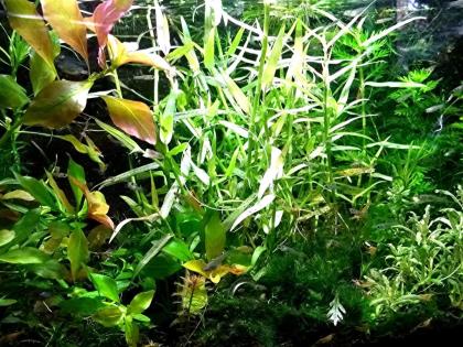 Aquarien - Bambus, RARITÄT, Aquarienpflanzen, Versand