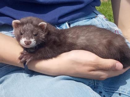 Bildhübsche junge Frettchen abzugeben