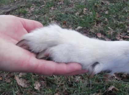 Diensleistungen rund um Haustiere