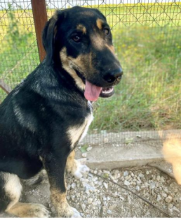 Kimon sucht ein passendes Zuhause