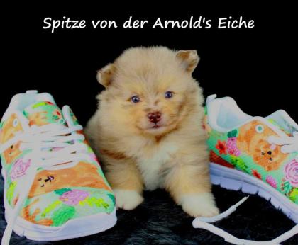 Pomeranianwelpen lilacmerle, 