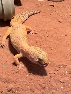 0.1 Tangerine Leopardgecko Weibchen Nz 17