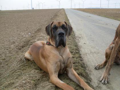 Deutscher Doggenrüde kastriert in Gelb