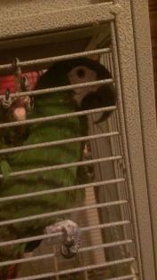 Verkaufe lieben Rotbugara..!