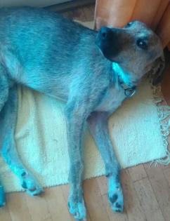 GESUCHT - Wer hat AIDEN gesehen? Wer kann Hinweise über seinen Verbleib geben? 