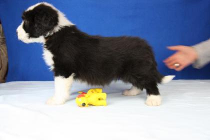 Bearded Collie Welpen von Nonchalance