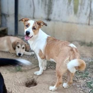 Ava - Jungspund der gern flitzt