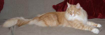 Norwegischer Waldkater suchen neuen Wirkungskreis