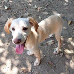 Stella - aktive und quirlige Maus