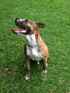 American Staffordshire Terrier  Iron  sucht ein Zuhause !!!