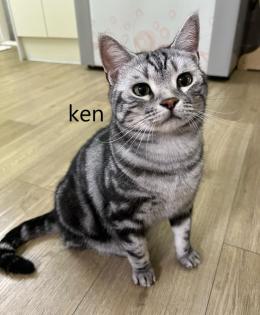 Munchkin-kittens groeien op in een liefdevol gezin