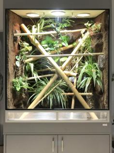 Terrarium für Taggeckos z.B. Phelsuma grandis (unser Typ R03)