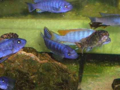 Labeotropheus trewavasae Tumbi West