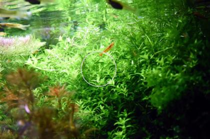 Quirlblättriges Perlenkraut, Bündel, Aquarienpflanzen (Versand/ Abholung)