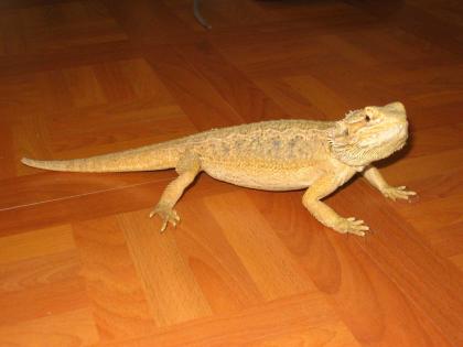 Bartagamenweibchen