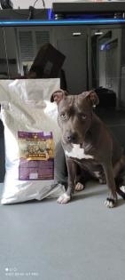 American staford Terrier Blue line