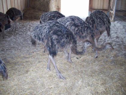 Laufvögel Strausse, Strauße, Strauss, Strauß, Straussenei, Straußenei