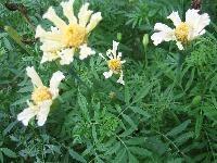 Blumensamen der Tagetes bunt oder weiß, oder Samen der Malve rosa