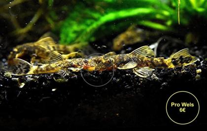 Ancistrus, Welse, reinerbig, ab 2€ (Versand/ Abholung)