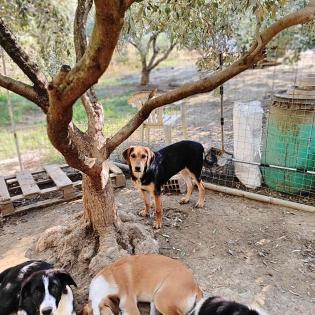 Lara sucht ein passendes Zuhause