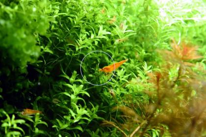 Quirlblättriges Perlenkraut, Bündel, Aquarienpflanzen (Versand/ Abholung)