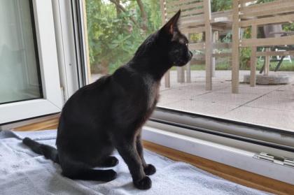 OREO - europäische Hauskatze - ca. Monate - Tierhilfe-Franken e.V.