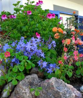 Private Ferienwohnung Ischia Italien Top Lage