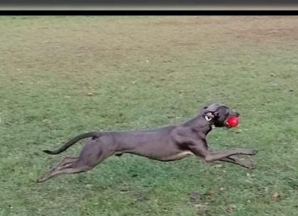 Traumhaft schoene & sanfte Welpen/ Familienhunde Koolie x Whippet