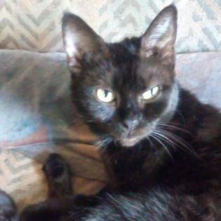 HOPE - europäische Hauskatze - ca. 6 Jahre - Tierhilfe-Franken e.V.