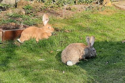 FRIEDA und LOTTE - Deutscher Riese - 1 Jahr bzw. 6 Monate - Tierhilfe-Franken e.
