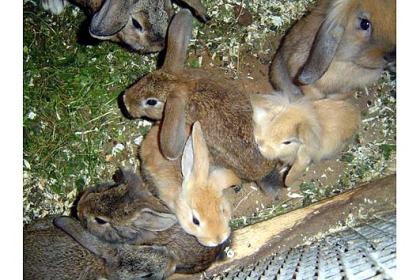 Verkaufe süße zwergwidderbabys!