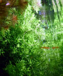 Quirlblättriges Perlenkraut, Bündel, Aquarienpflanzen (Versand/ Abholung)