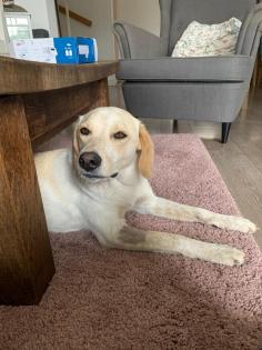 Candy - hat ihre Schwester verloren