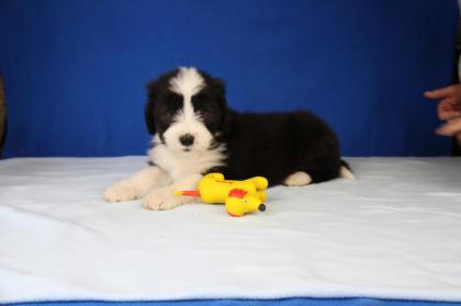 Bearded Collie Welpen von Nonchalance
