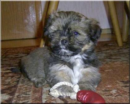 Lhasa Apso Welpen