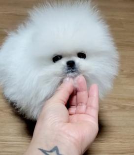 Pomeranian Spitz Welpen zu verkaufen