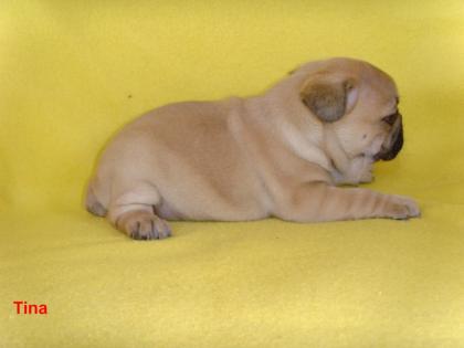 Französische Bulldogge