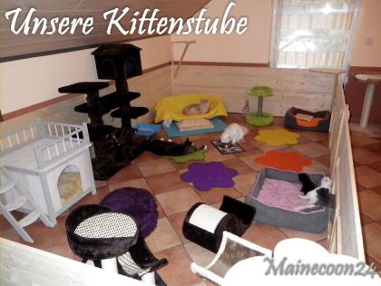 Maine Coon Kitten - Mädchen in Black smoke - sucht liebevolles Zuhause 