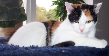 Gratis Grußkartenversand, E-Cards, Schreiben Sie doch mal wieder...