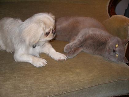 Wunderschöne reinrassige Pekinesen Dame 