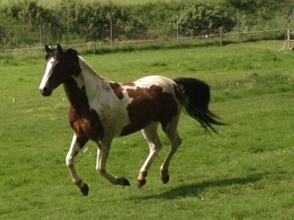 Pinto Deckhengst 5Jährig für 2021 