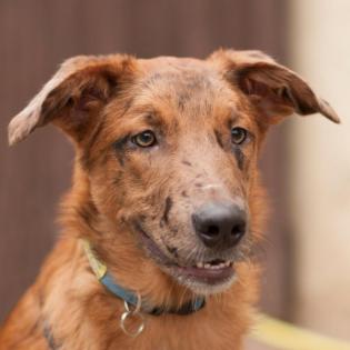 INDIO - Malinois-Aussi-Mix - 7 Monate - Tierhilfe-Franken e.V.