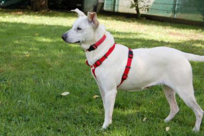 CELINE - Labrador-Mix - 7 Jahre - Tierhilfe-Franken e.V.