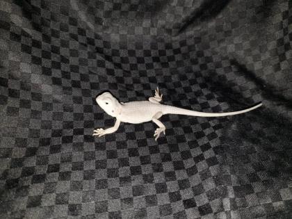 Seltene weiße und rote Bartagamen Pogona Vitticeps