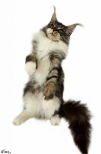 Traumhafte Maine Coon Kitten der seltenen Extraklasse!!