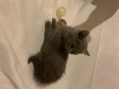BKH KItten