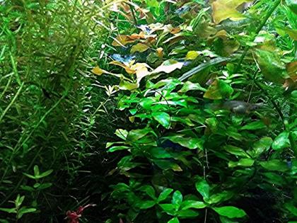 Rotgrüne Ludwigie, Bündel, Aquarienpflanzen (Versand/ Abholung)